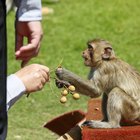 ¿Es ilegal tener un mono como mascota?