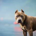 Leyes del pitbull de Tennessee