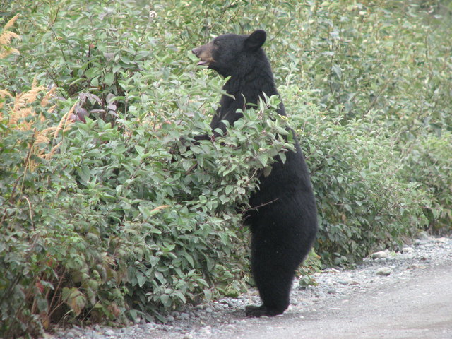 Leyes canadienses sobre fumigación contra osos